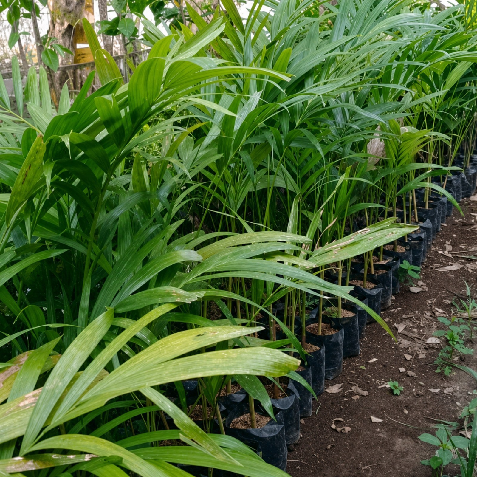 Veitchia Merrillii Palm Live Plant Christmas Palm Tropical Tree Grow in pot