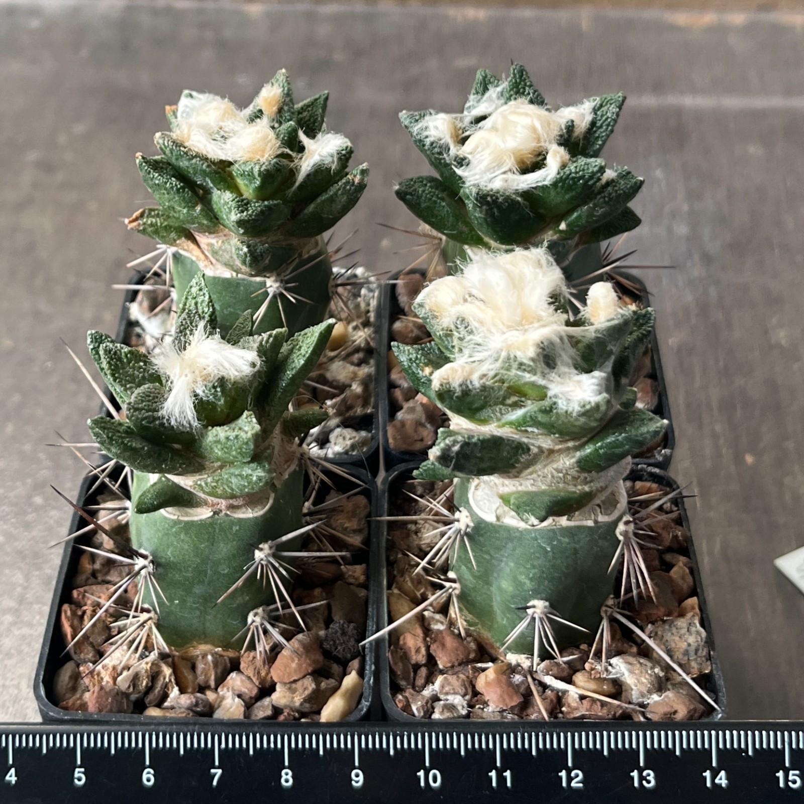 A8-1090 Cactus bravoanus VM288, El Nunes, 4 pieces (Grafted)