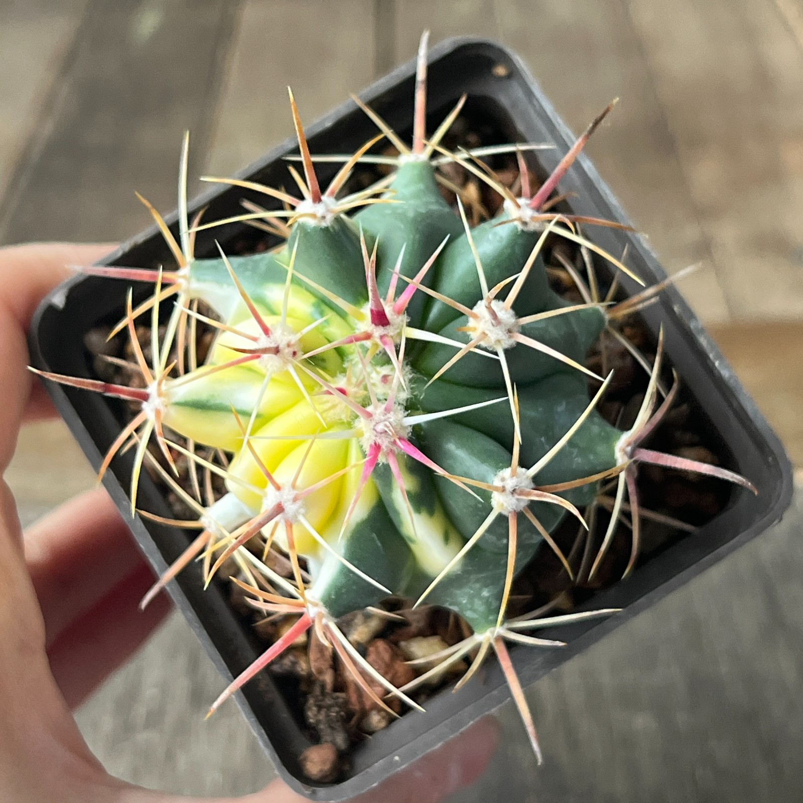 A41-887 Ferocactus herrerae f. variegata, own root