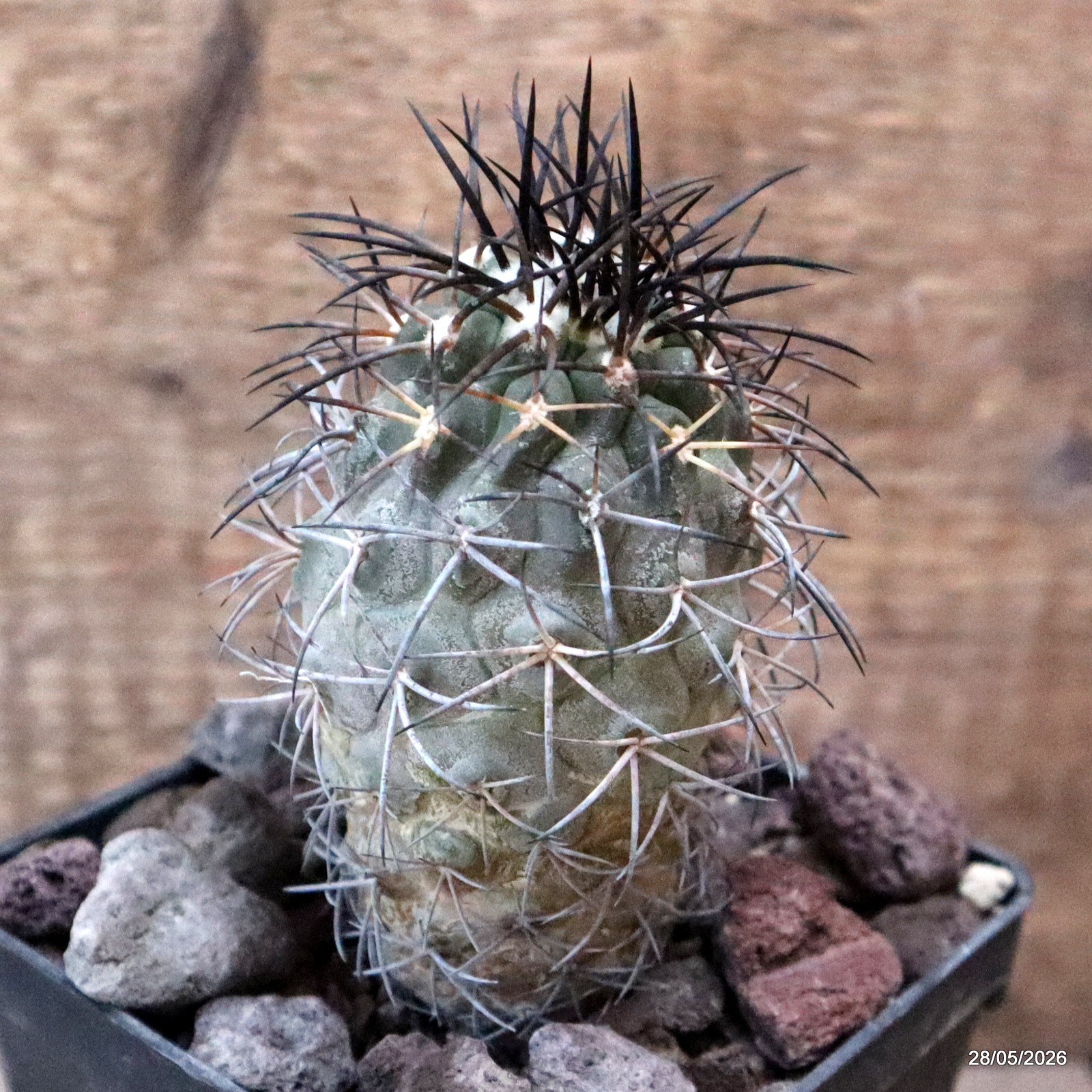 D3194 COPIAPOA SCHULZIANA pot10-H11-W5,5 cm MaMa Cactus