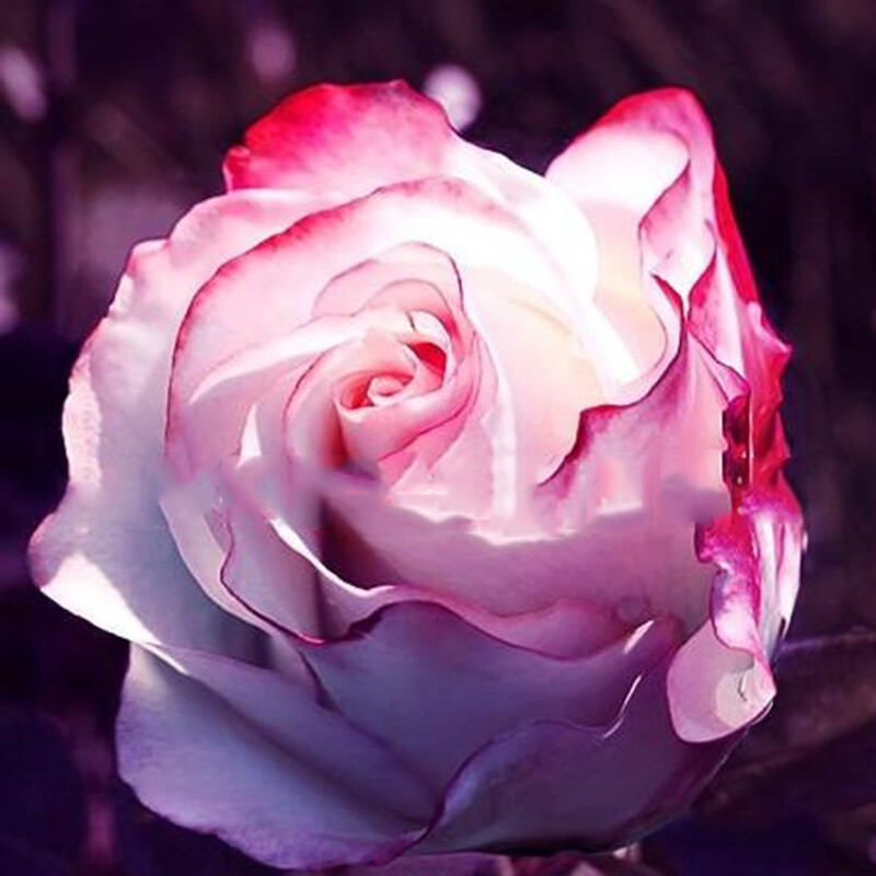 100 Mixed Color Rose Seeds for Garden Planting Varieties of Bush Perennial