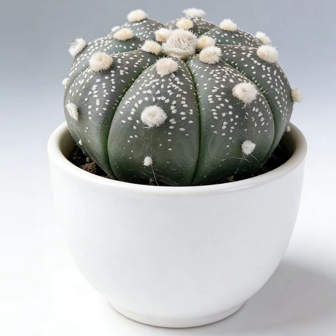 No Spine Star Cactus (Astrophytum asterias) Perfect for Home & Office Decor