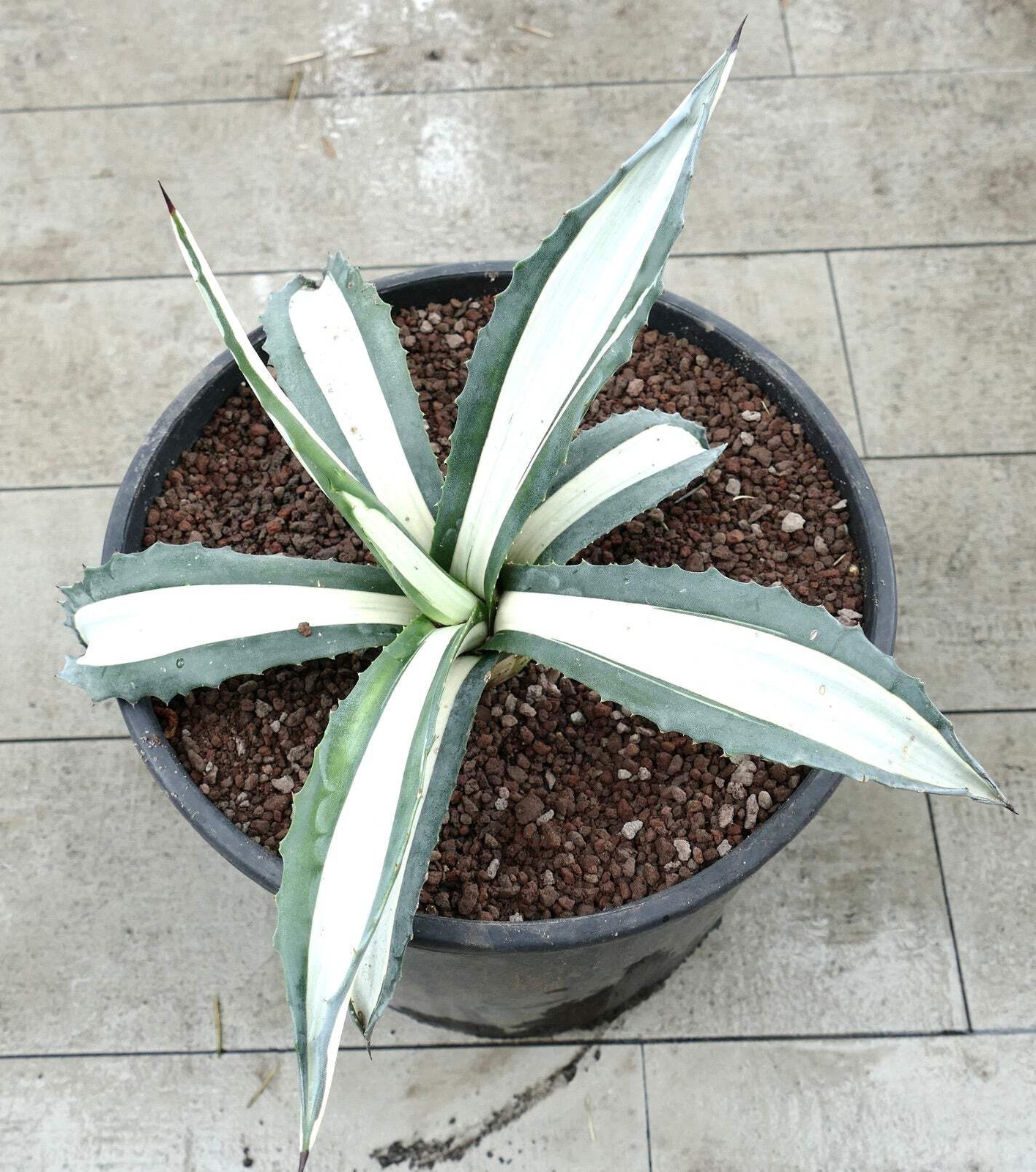Agave americana MEDIOPICTA ALBA WHITE VARIEGATED 31cm – Century plant | American