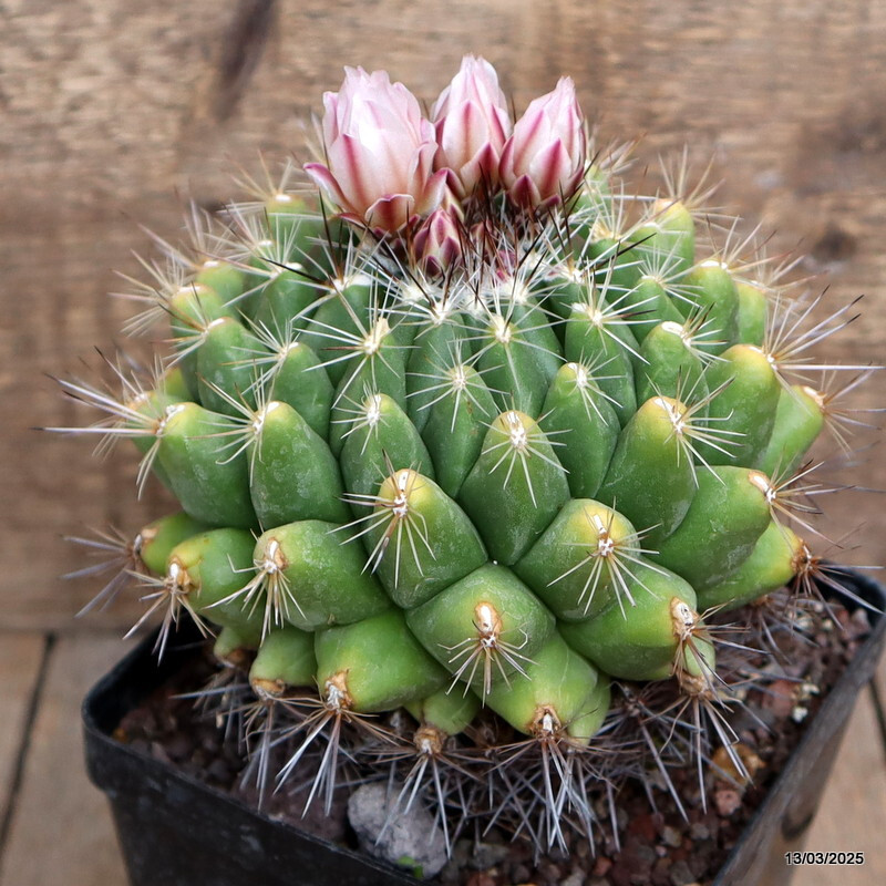 A7622 THELOCACTUS CONOTHELOS pot 12 cm H 11 cm W 11 cm MaMa Cactus
