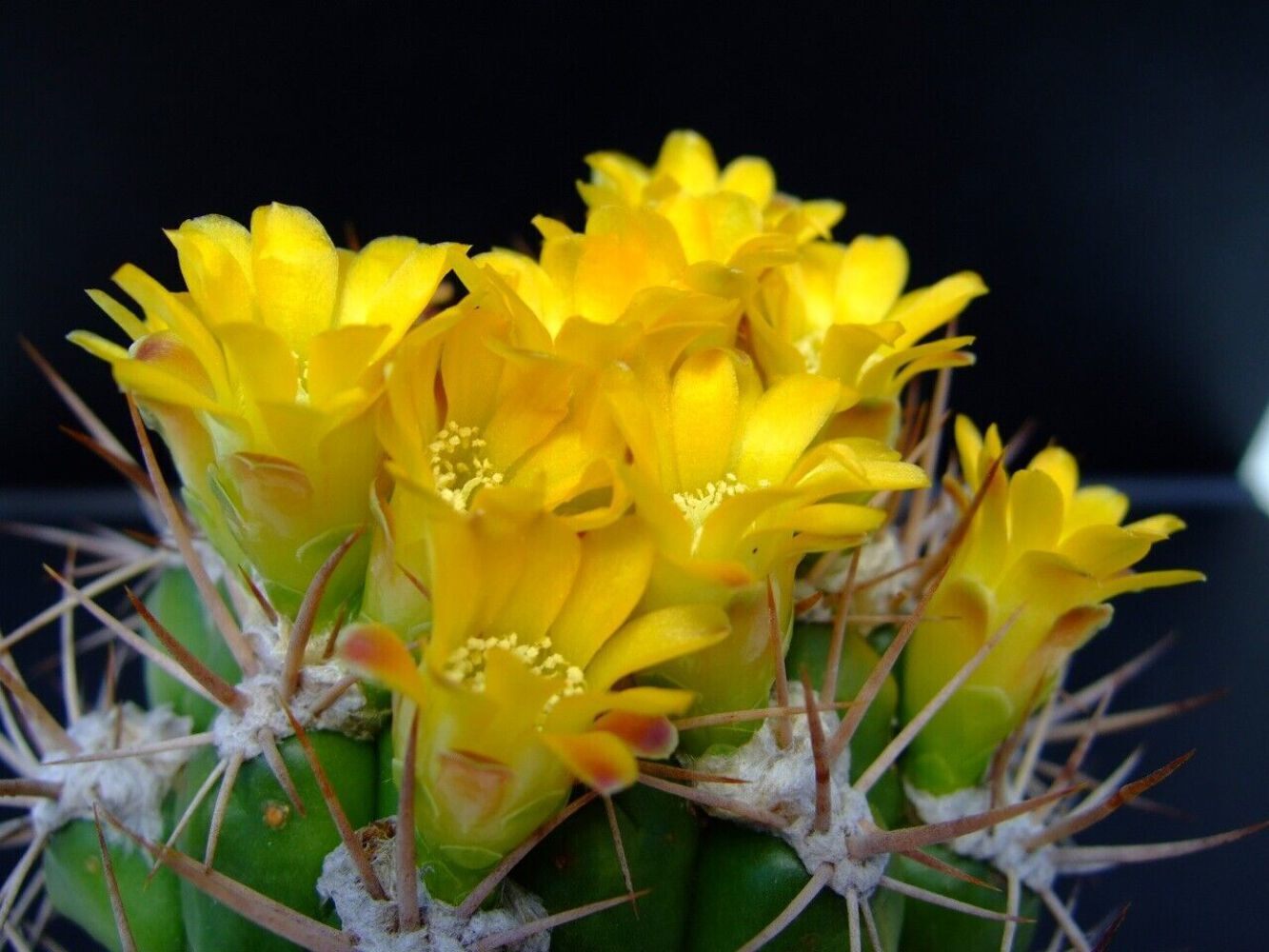 Weingartia lanata SEEDS –