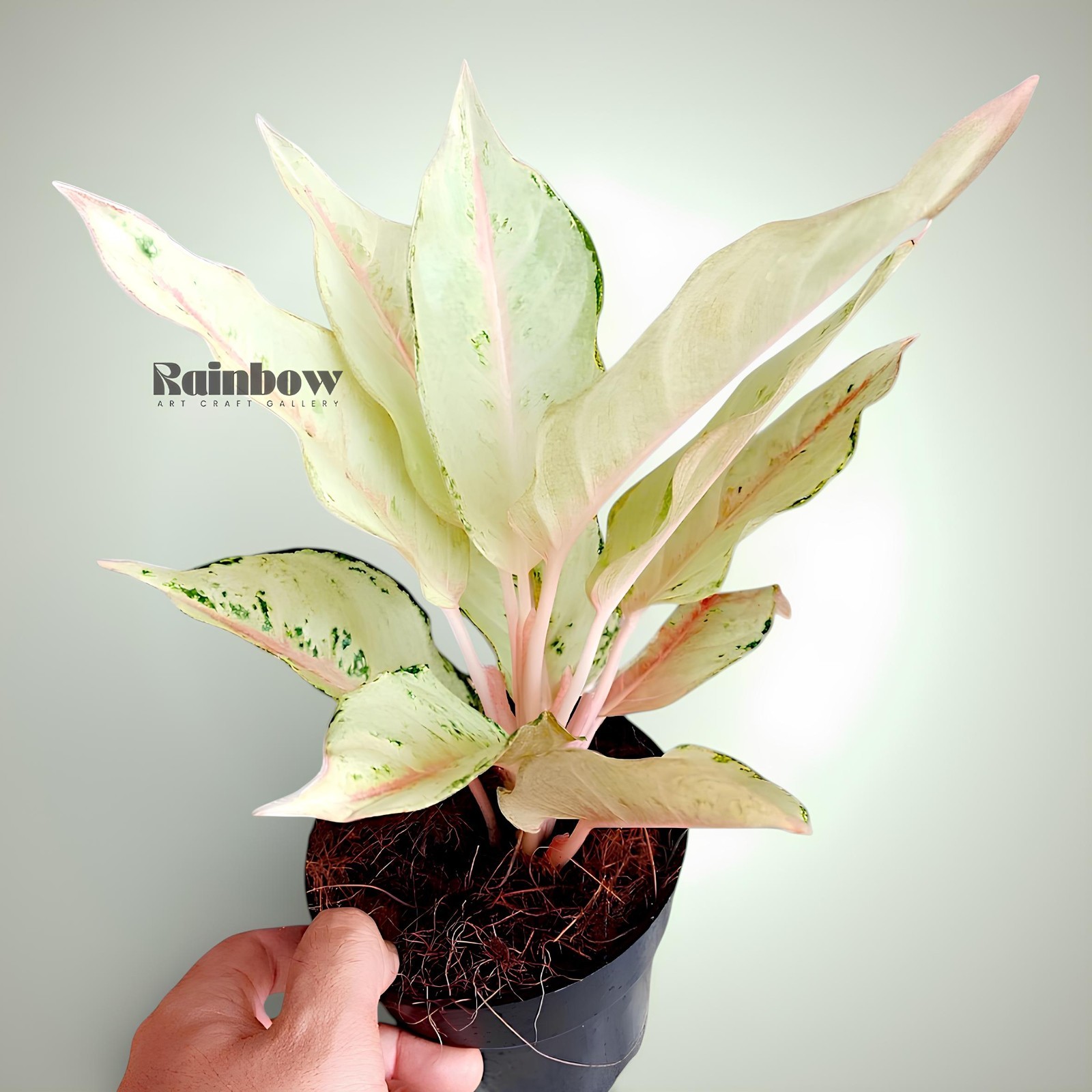 Aglaonema Cinderella Beatiful Ornamental Plant