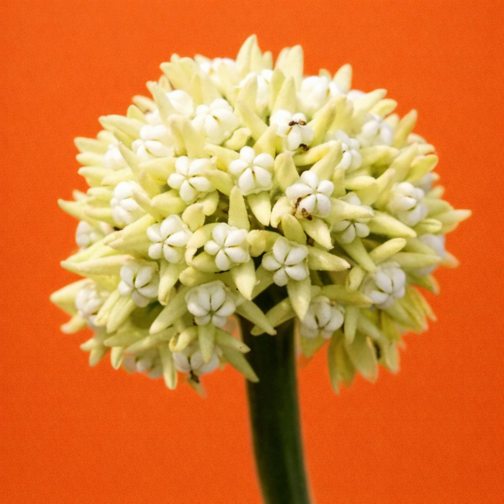 Sarcostemma viminale SEEDS – Caustic vine | Milk bush