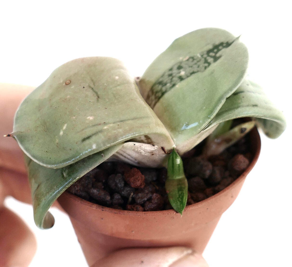 Gasteria armstrongii cv ‘Ginsya-Kodakara’ – Ox tongue | Cow’s tongue