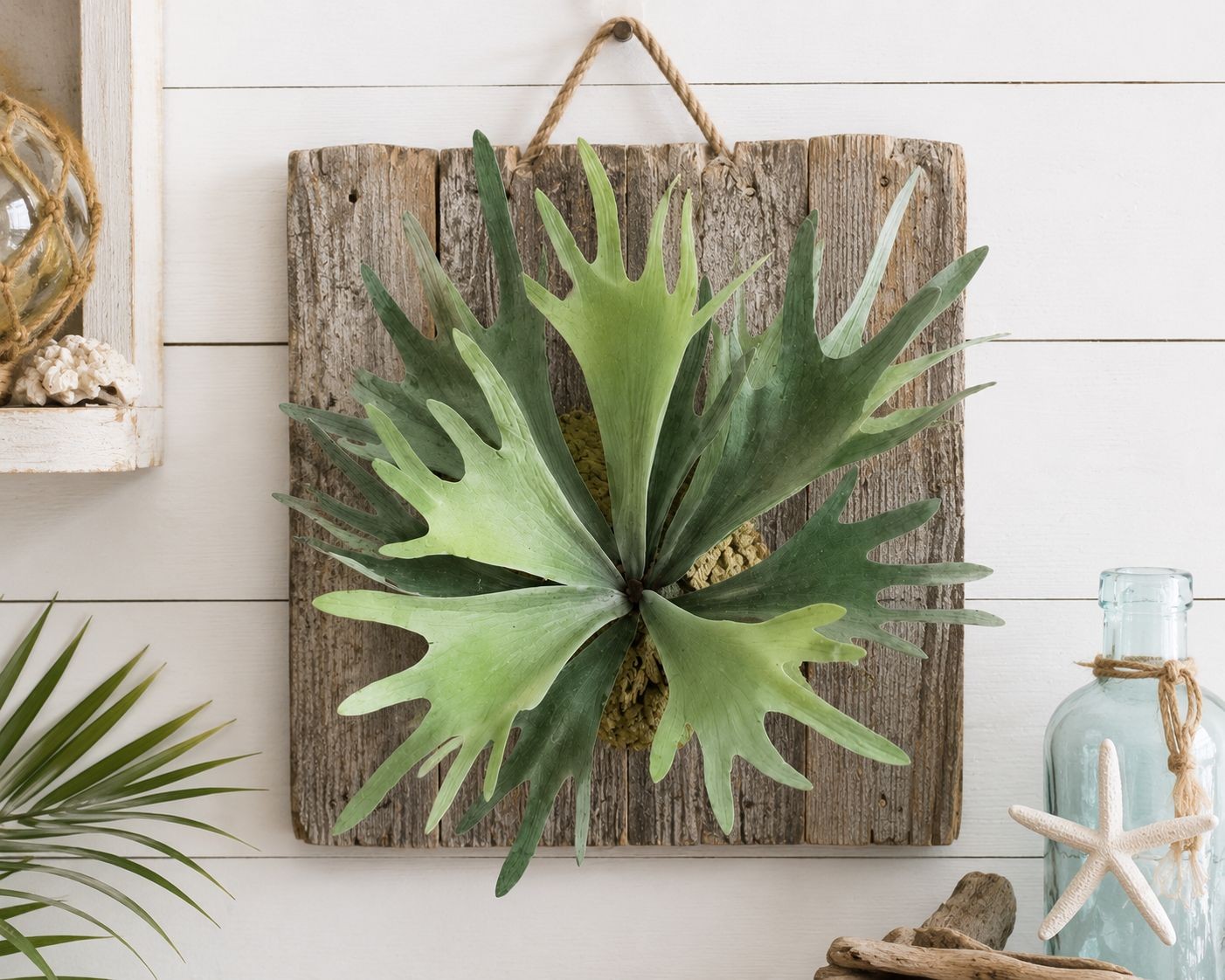 Artificial Staghorn Fern Faux Fern Wall Decor Mounted Fern Tropical Greenery Coa