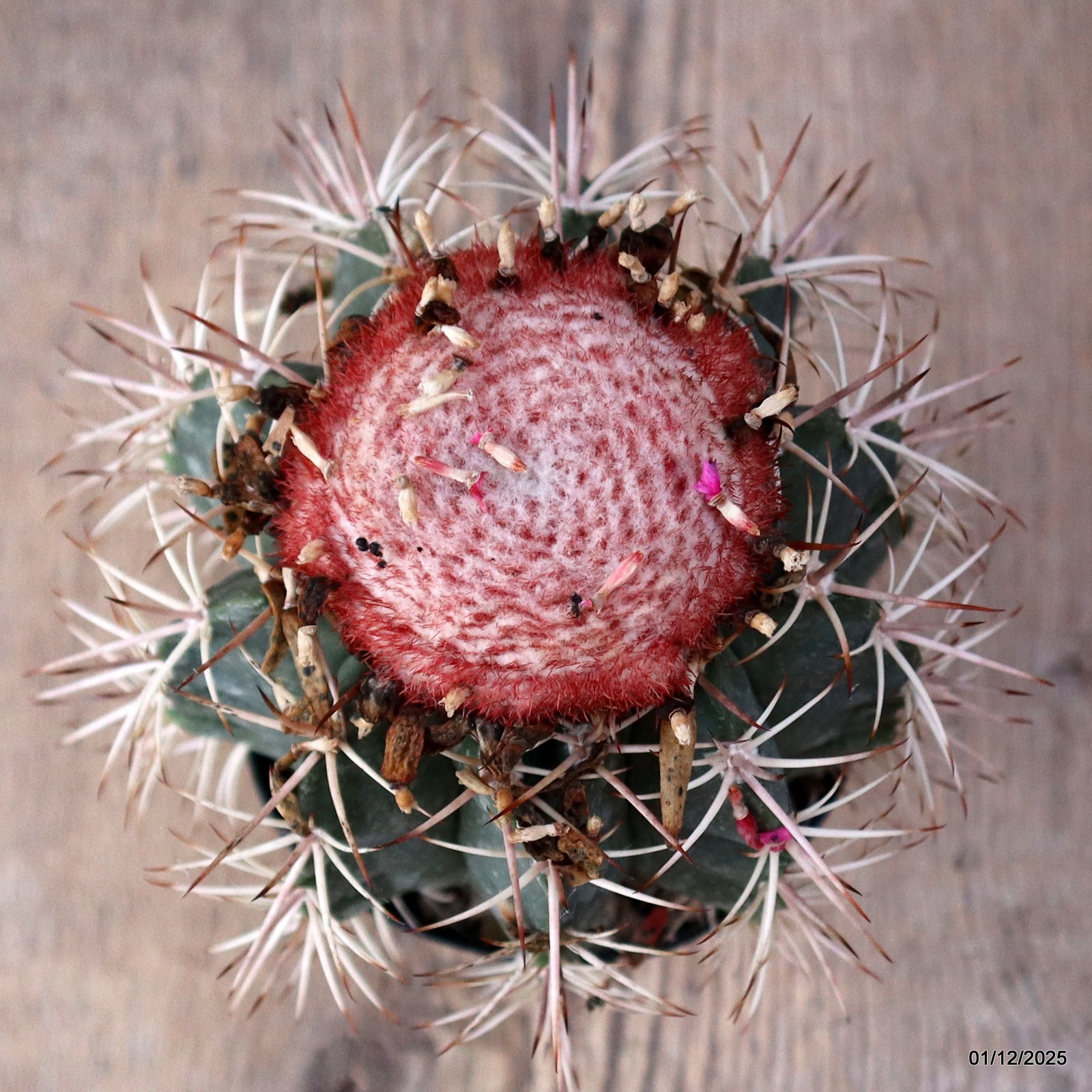 D7636 MELOCACTUS NERYI pot10-H14-W11 cm MaMa Cactus
