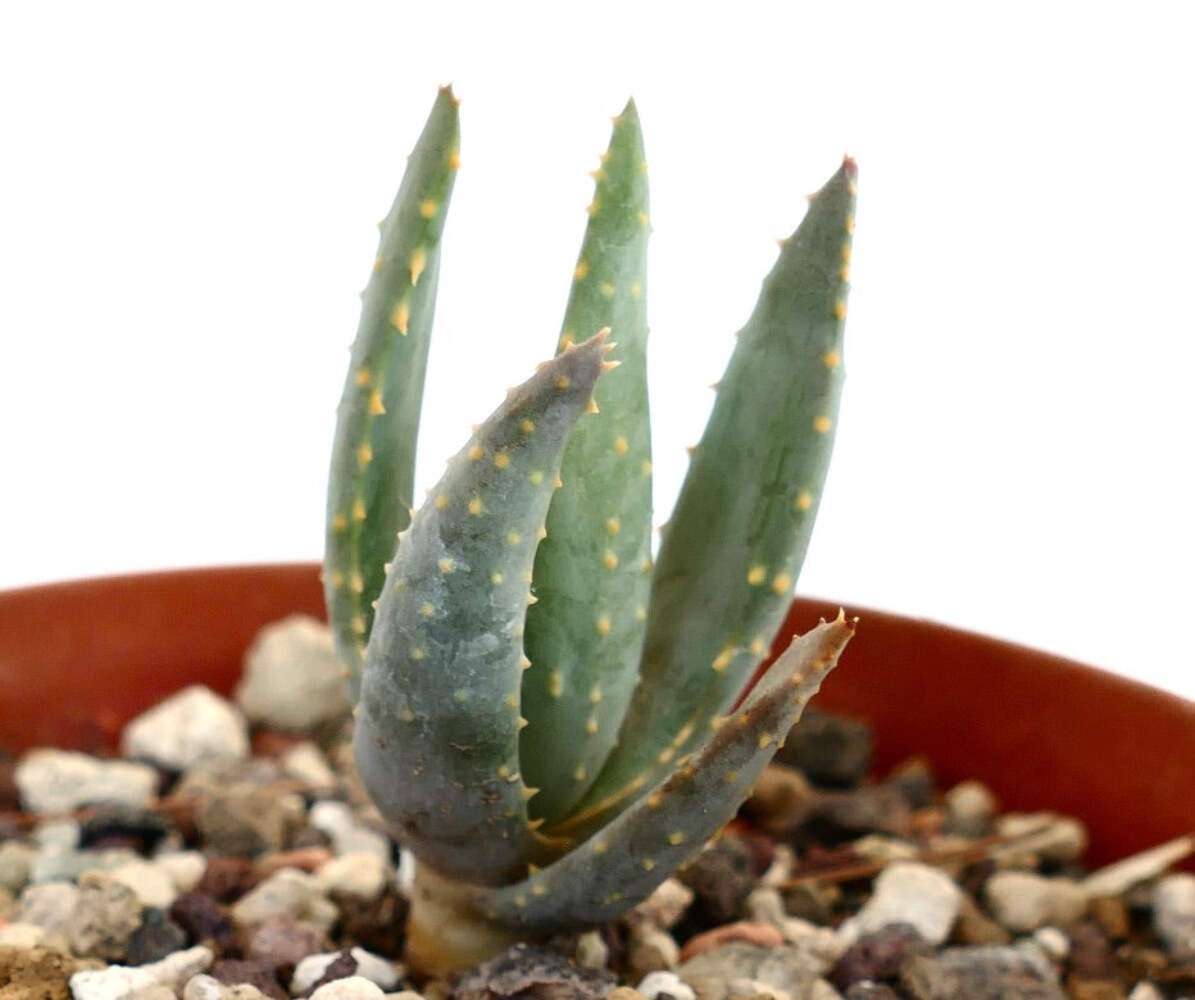 Aloidendron pillansii 310-2017