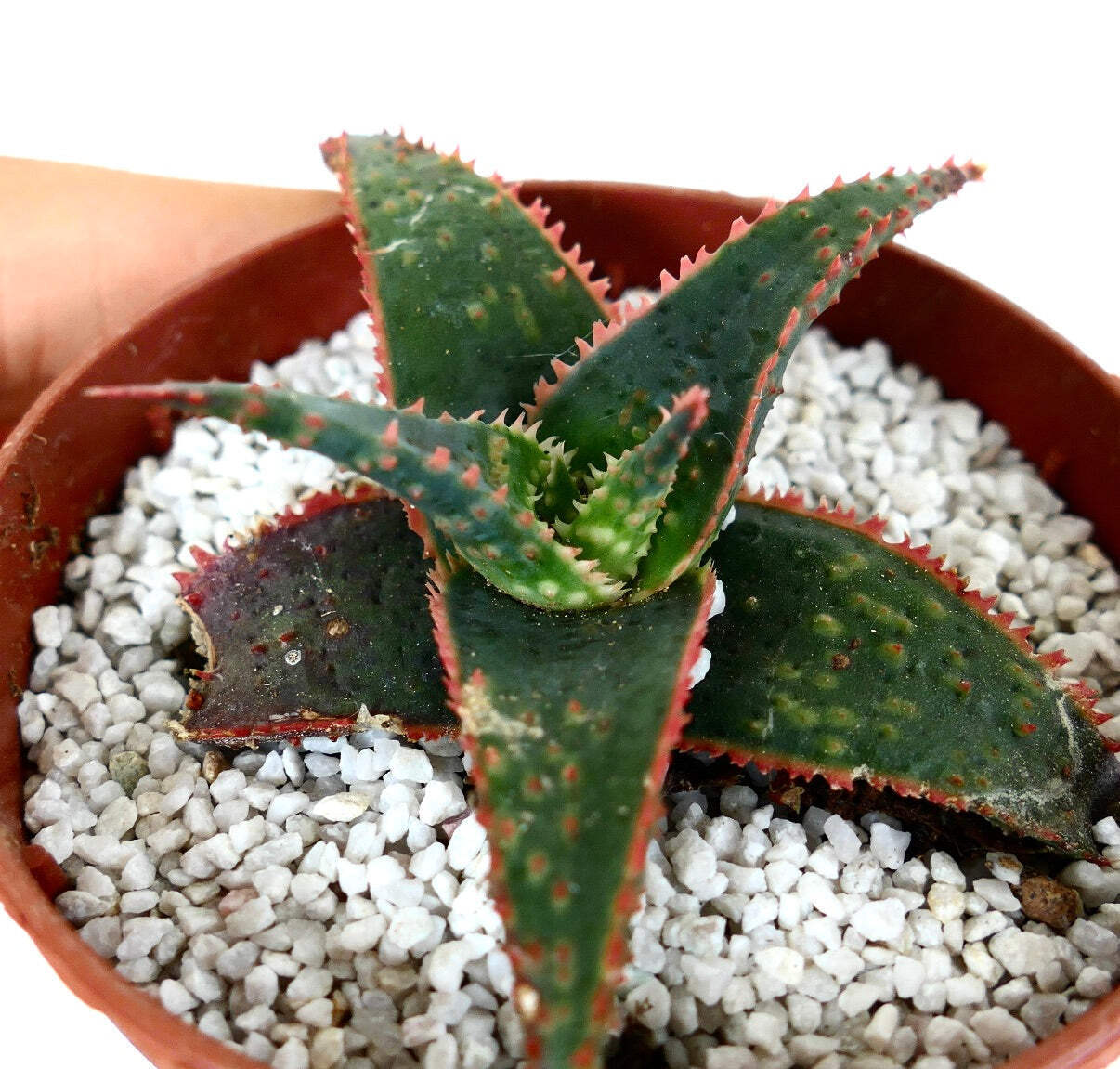 Aloe cv ‘Christmas Carol’ DARK GREEN ex Kelly Griffin – NO VARIEGATED AGAVE