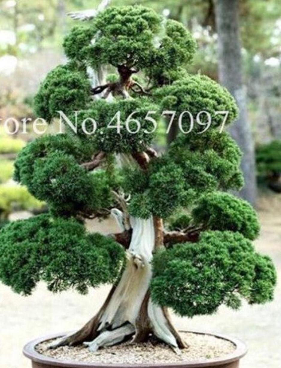 (10) BONSAI PINE TREE SEEDS rare exotic home garden mini dwarf USA SELLER TRACK