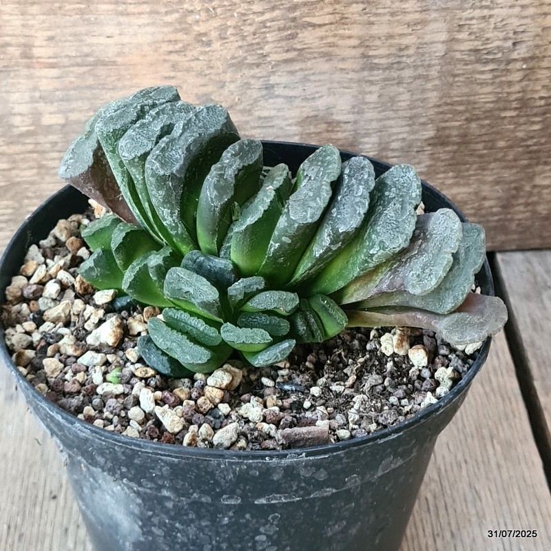 D5614 HAWORTHIA TRUNCATA pot14-H8-W13 cm MaMa Cactus