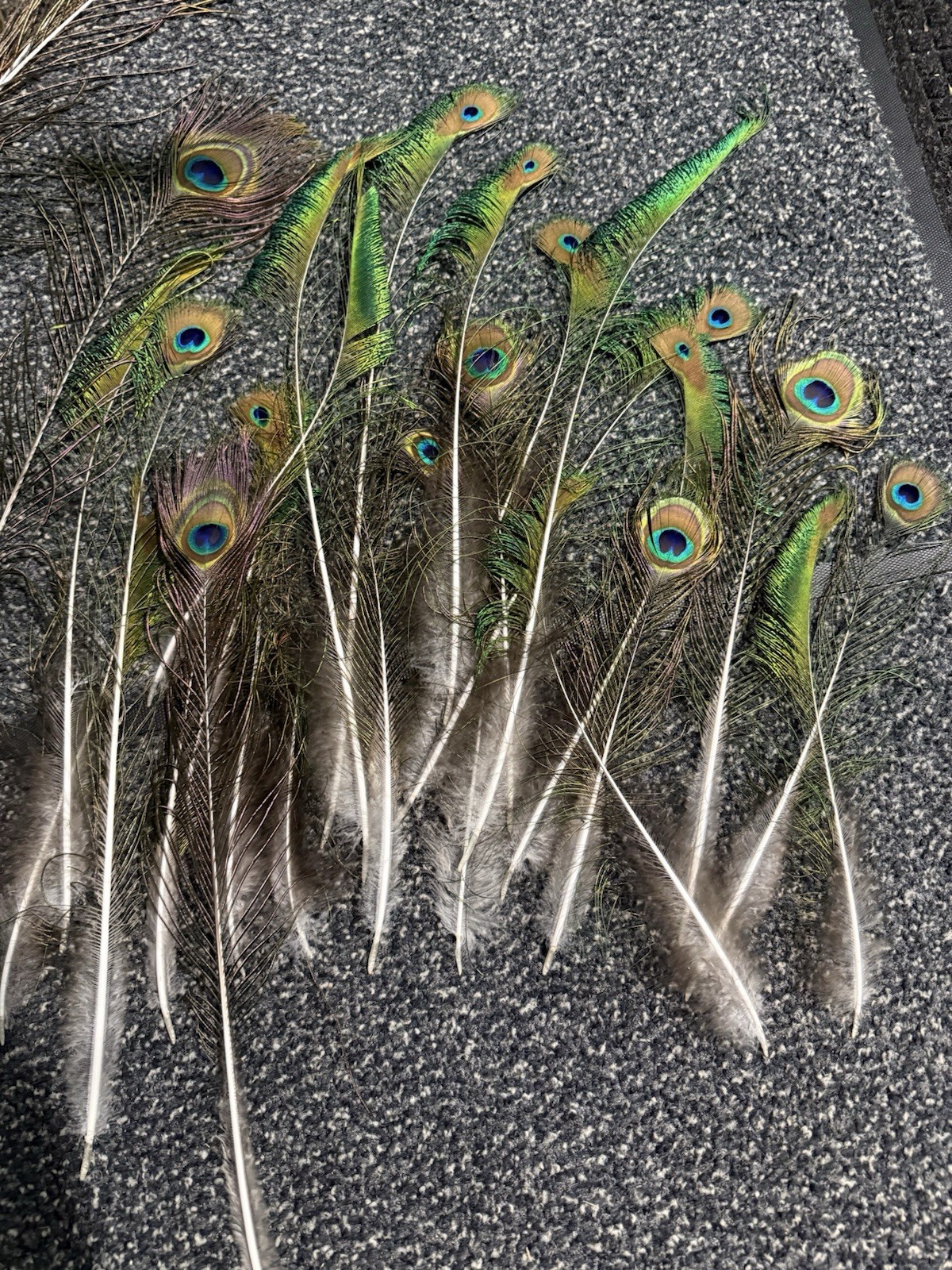 Peacock Feather Fresh Feather Bunch Vase Filler Floral Stem Green Brown