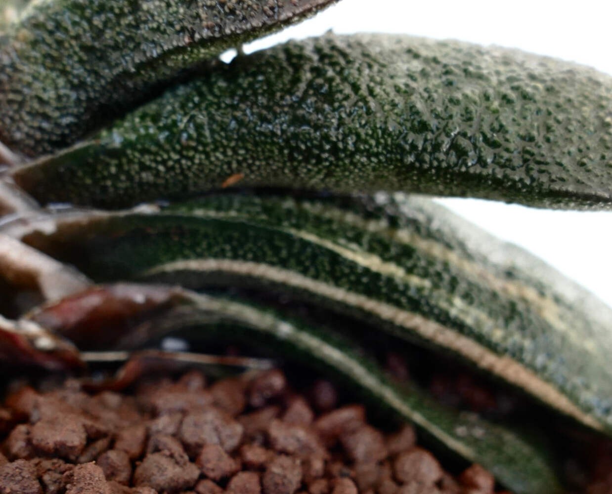 Gasteria batesiana cv ‘Barbeton’ YELLOW VARIEGATED – Knoppies gasteria | Bates’