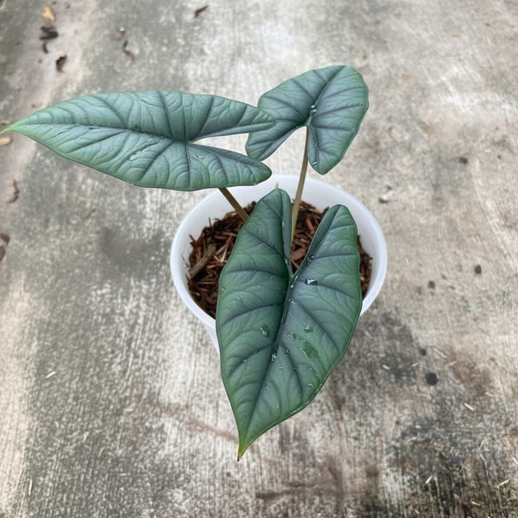 Alocasia Bhisma ornamental house plant, tropical indoor Collector’s