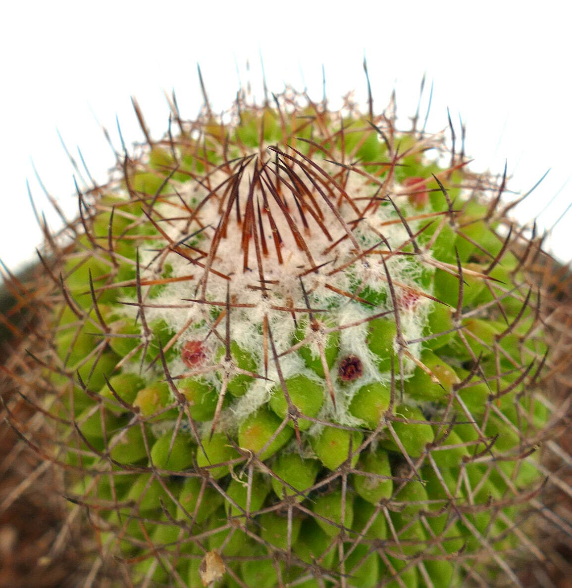 Mammillaria polythele (Guanajuato, Mexico) –