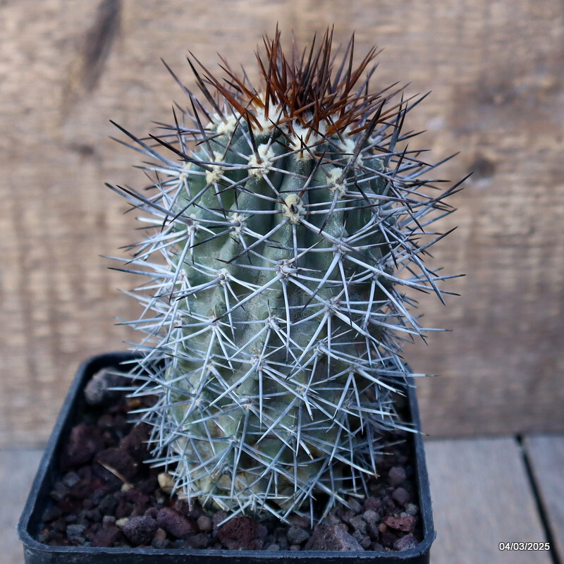 D3460 COPIAPOA CHANARALENSIS KK602 pot10-H13-W7 cm MaMa Cactus