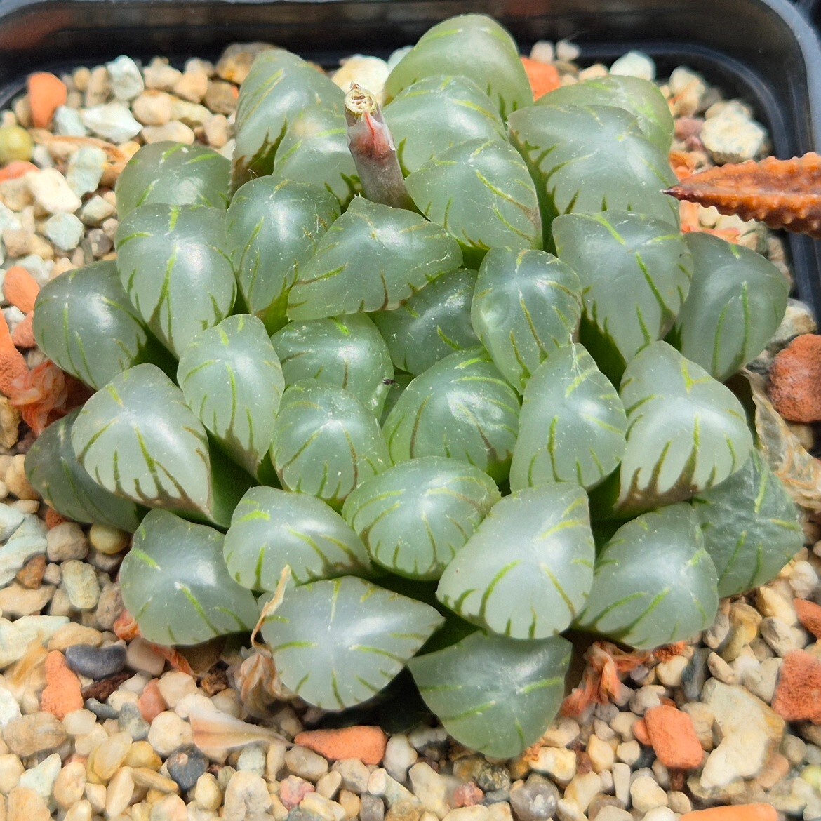 Haworthia obtusa ‘Purple Dodson’ F2 100seeds 2025 year