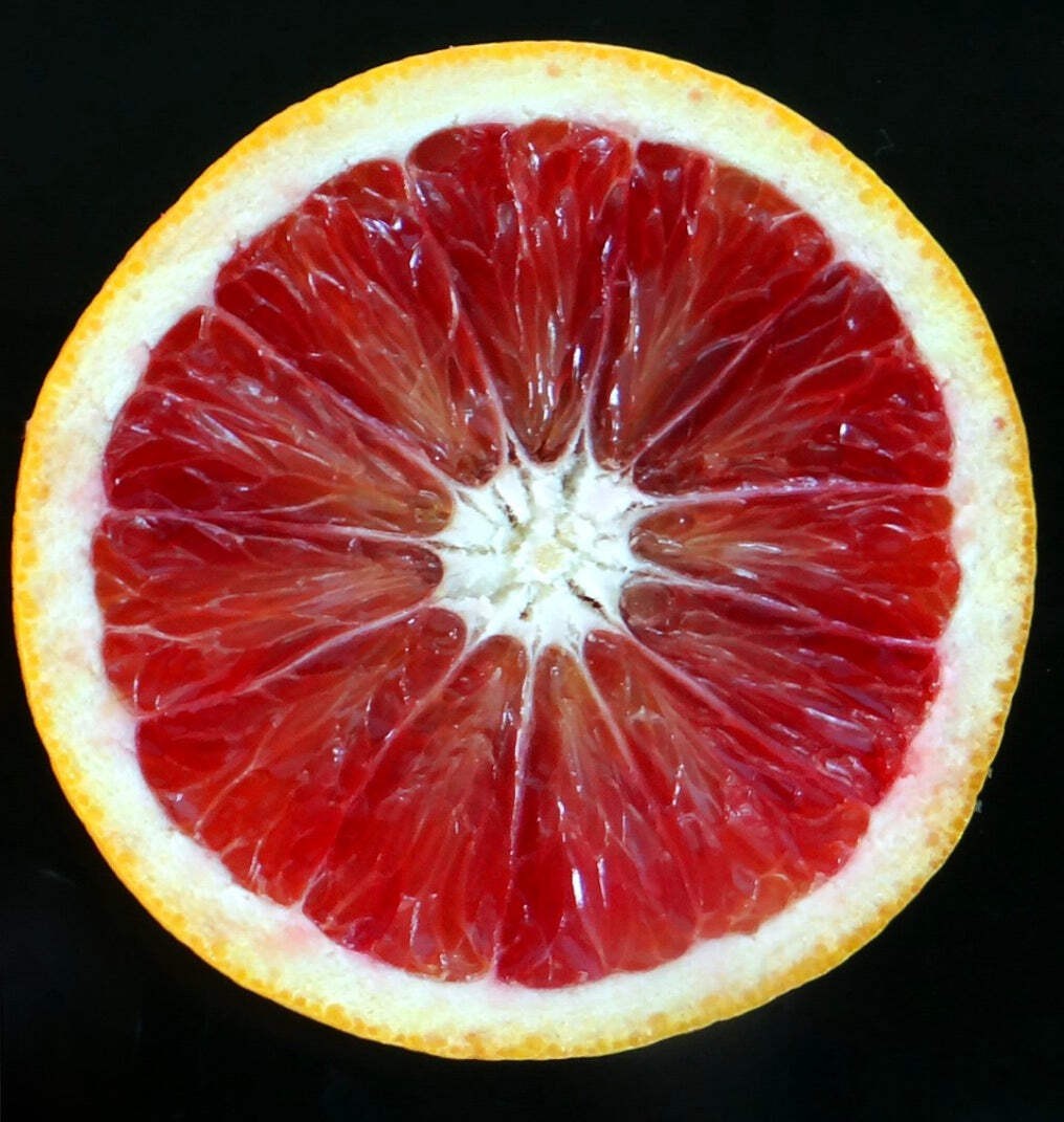Citrus sinensis cv ‘Moro’ 50-70cm | Sweet orange | Orange tree – Sweet orange |