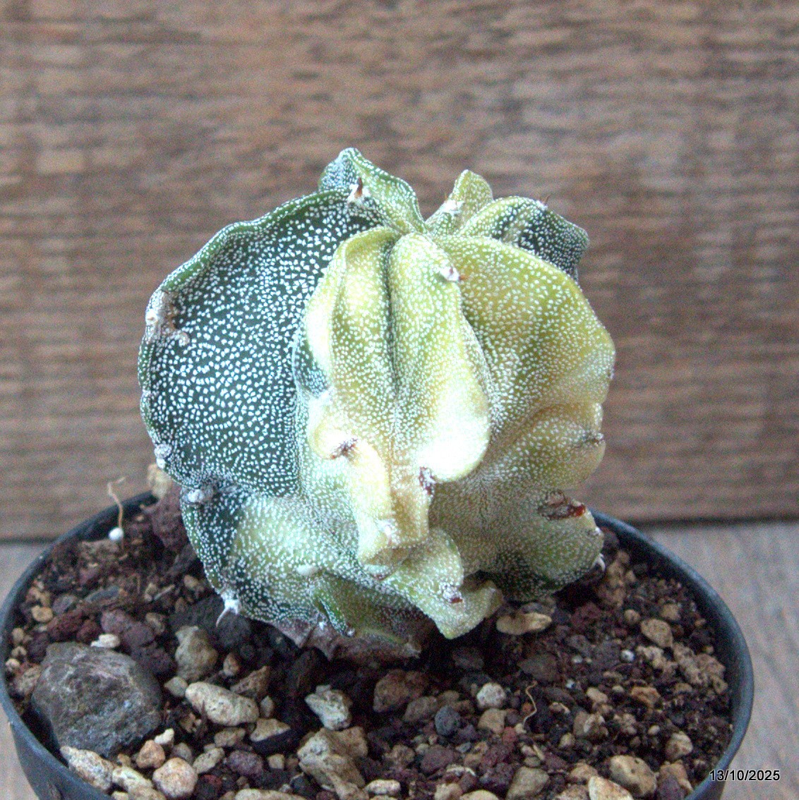 D6941 ASTROPHYTUM MYRIOSTIGMA VARIEGATED pot10-H8-W6,5 cm MaMa Cactus