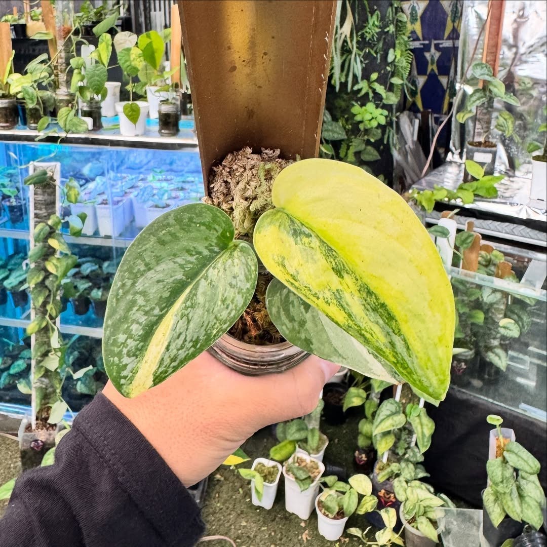 Scindapsus Sadewa Variegated Beautiful Rare Plant