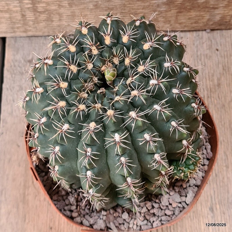 D5909 GYMNOCALYCIUM BALDIANUM OLD pot14-H11-W13 cm MaMa Cactus