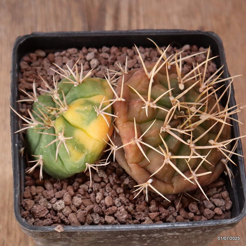 D5002 GYMNOCALYCIUM EURYPLEURUM VARIEGATED pot10-H5-W11 cm MaMa Cactus