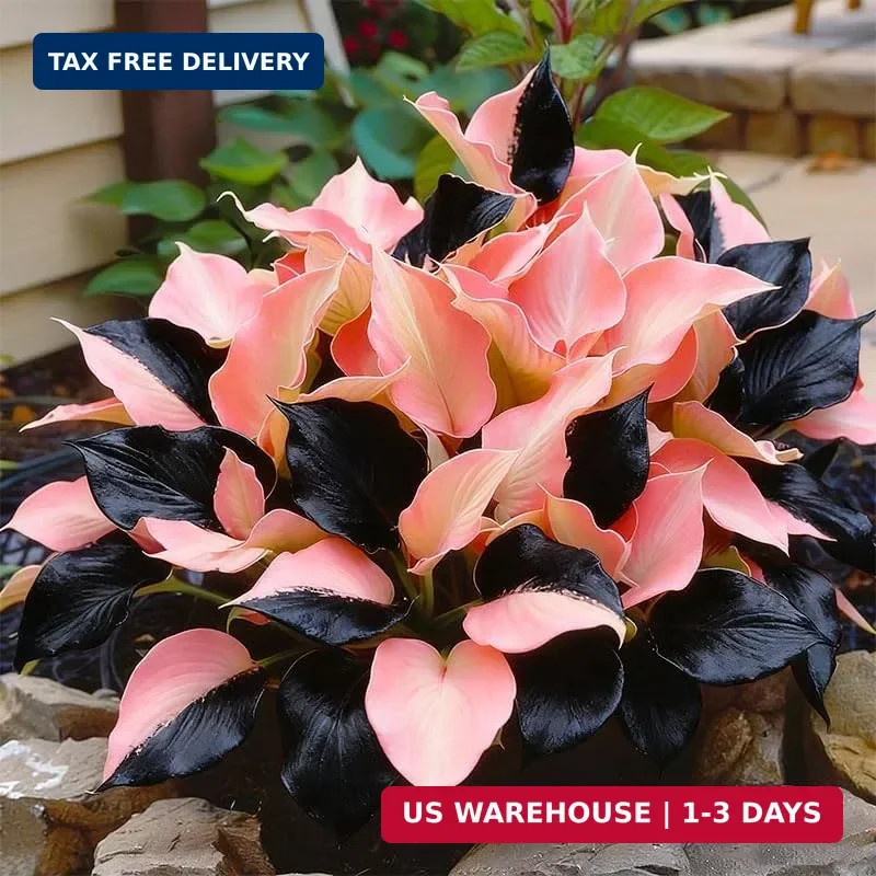 315+ Perennial Mix Color Hosta Seeds for Planting in Outdoor Garden – Shade Tole
