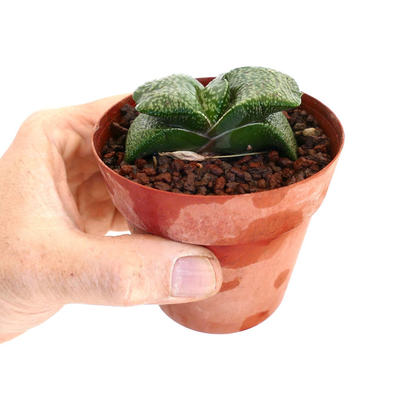 Gastera armstrongii CLONE DE LICTE, Netherlands (EXTRA THICK) – Ox tongue | Arms