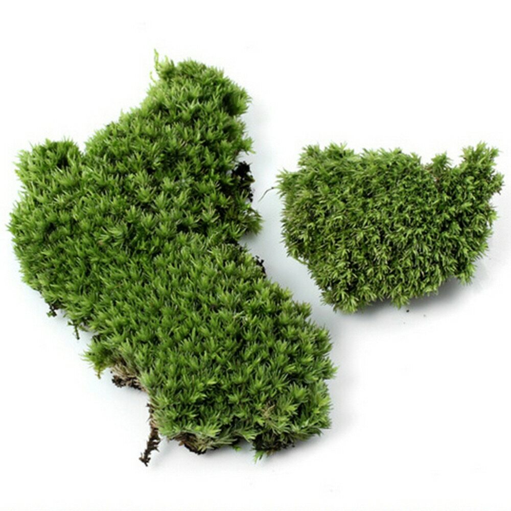 Preserved Stabilized Pole Moss Pillow Moss Bun Moss Cushion Moss Natural 20g