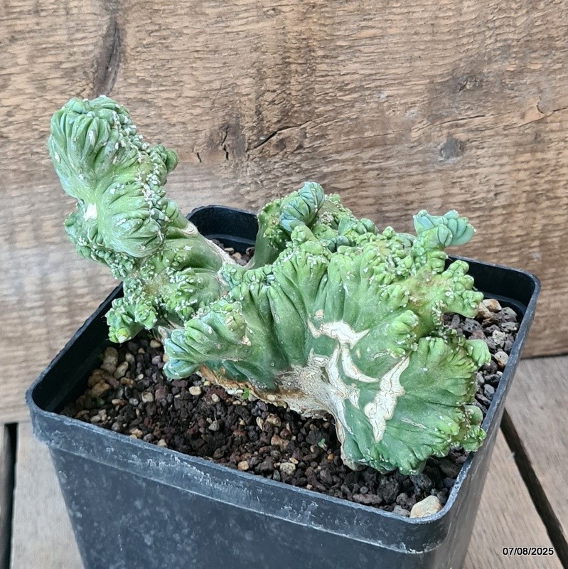 D5762 MYRTILLOCACTUS GEOMETRIZANS CRESTED pot14-H13-W16 cm MaMa Cactus