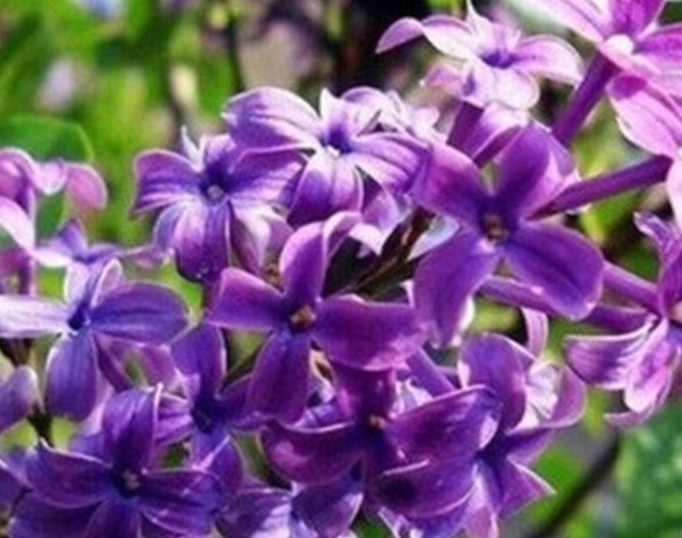 (10) LILAC SEEDS perennial flower rare exotic garden bed plant USA SELLER TRACK