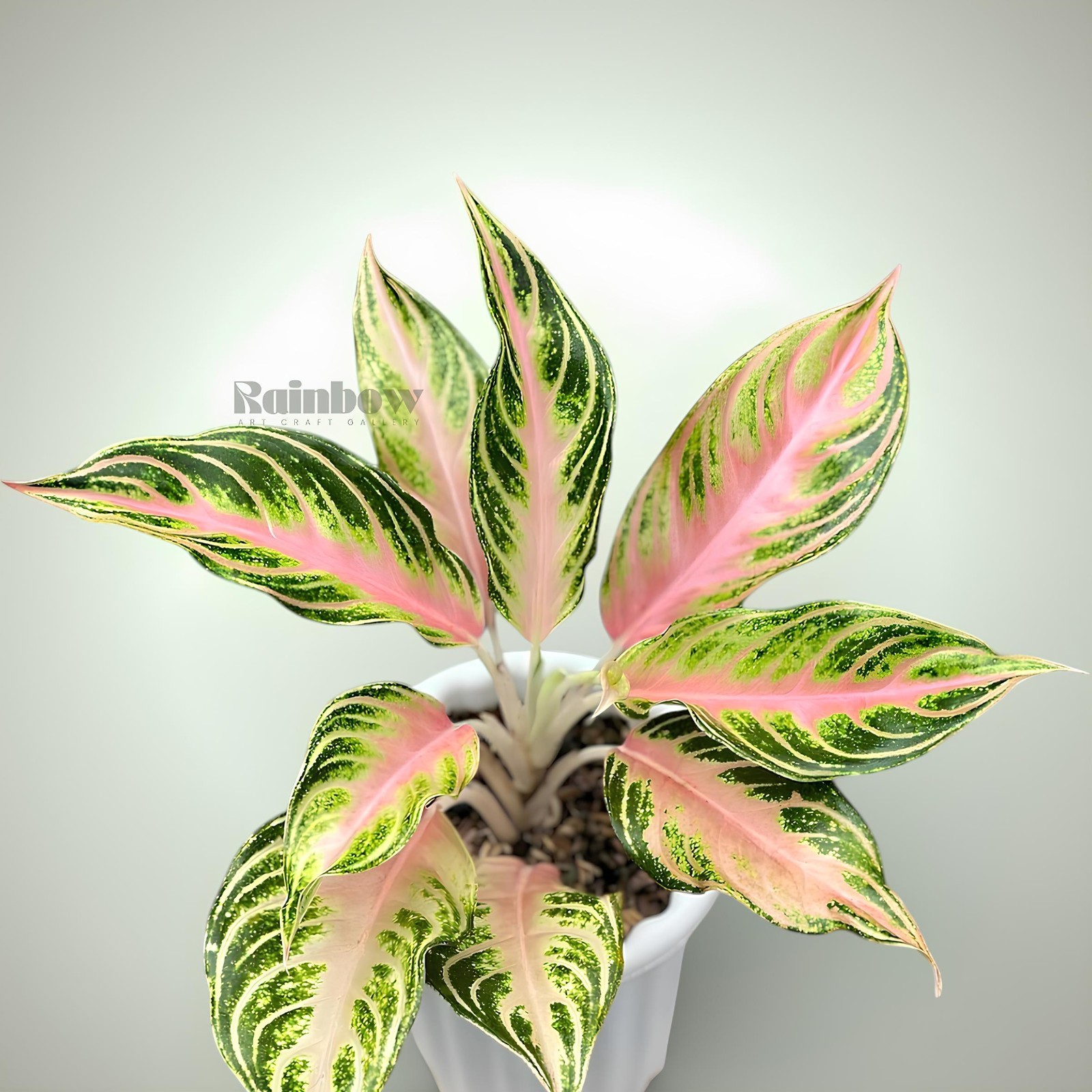 Aglaonema Pink Sunset Beatiful Ornamental Plant