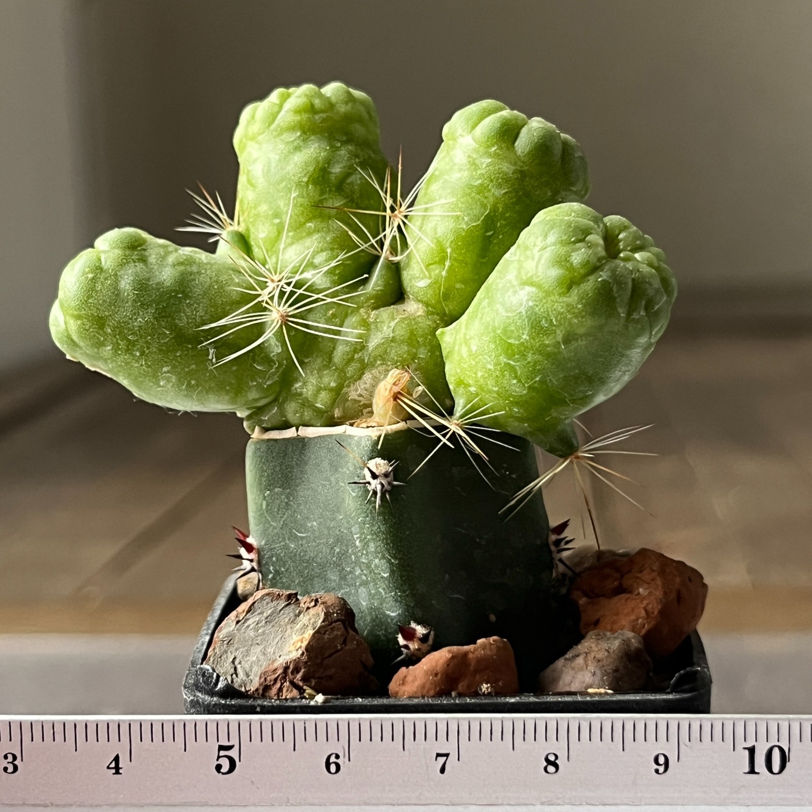 A11-353 Mammillaria bocasana cv. FRED, grafted