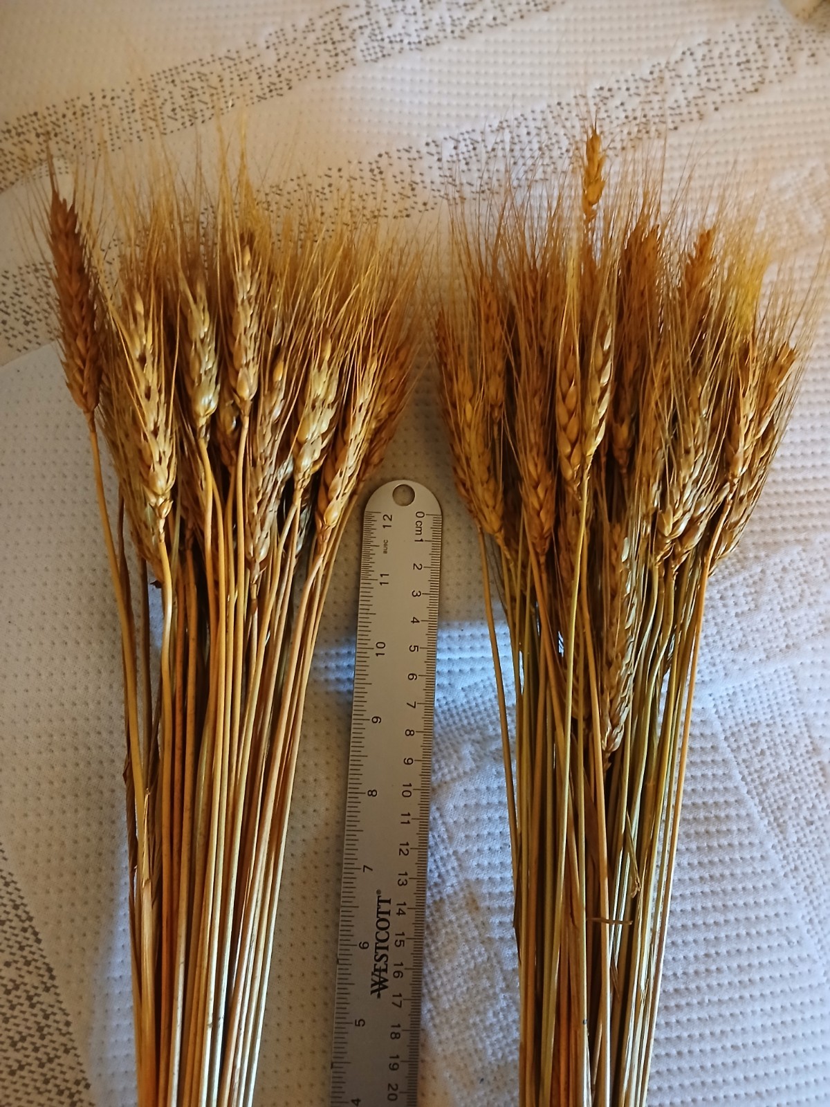 120 Stems 16 Inch Dried Wheat Sheaves, Natural Wheat Stalks Bundle Fall Arran…
