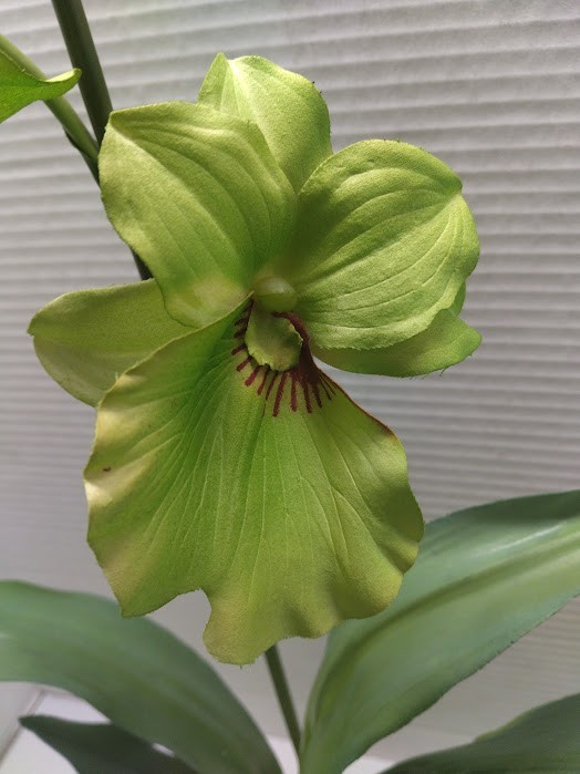 ARTIFICIAL miltoniopsis orchid plant