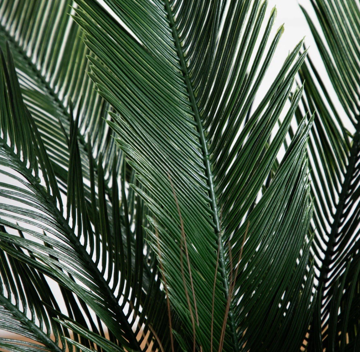 3’ Cycas Tree UV Resistant (Indoor/Outdoor) 6817 – B5