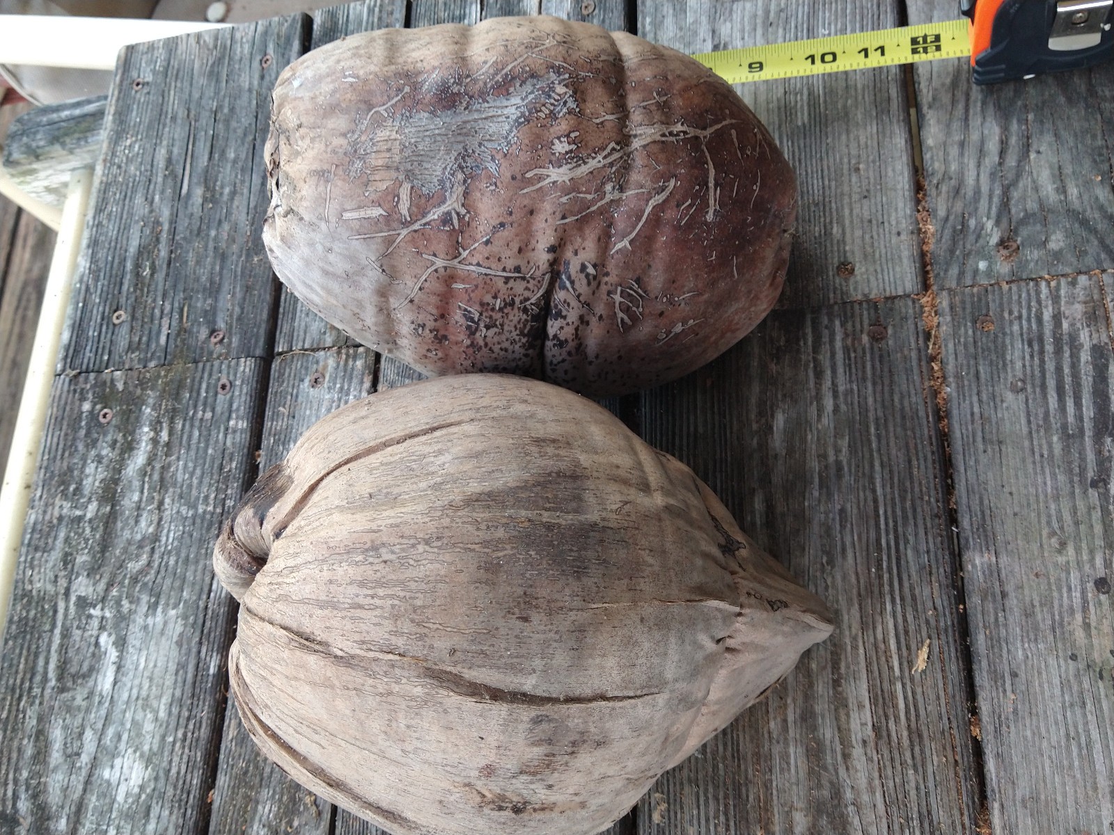 Whole Coconut Husk with Outer Bark Lot of 2 Giant 10″ Arts & Crafts Tiki Decor